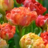 Tulip 'Gudoshnik Double' -UK Garden Plants Shop tulipa gudoshnik double 8 scaled