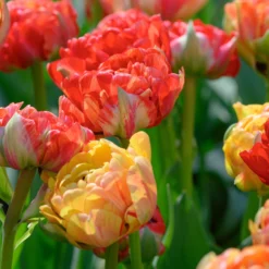 Tulip 'Gudoshnik Double' -UK Garden Plants Shop tulipa gudoshnik double 9 scaled