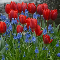 Tulip 'Couleur Cardinal' -UK Garden Plants Shop tullip couleur cardinal 1