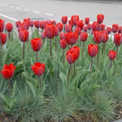 Tulip 'Couleur Cardinal' -UK Garden Plants Shop tullip couleur cardinal 2 scaled