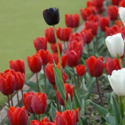 Tulip 'Couleur Cardinal' -UK Garden Plants Shop tullip couleur cardinal 4 scaled