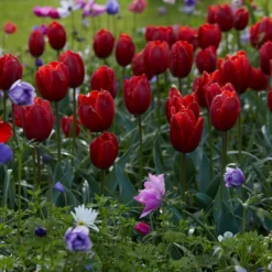 Tulip 'Couleur Cardinal' -UK Garden Plants Shop tullip couleur cardinal 6