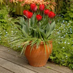 Tulip 'Couleur Cardinal' -UK Garden Plants Shop tullip couleur cardinal 7