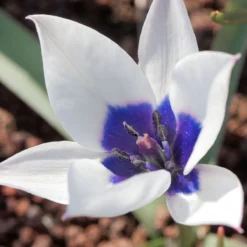 Tulip 'Coerulea Oculata Alba' -UK Garden Plants Shop tullip humilis coerulea oculata alba 1