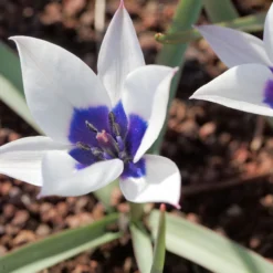 Tulip 'Coerulea Oculata Alba' -UK Garden Plants Shop tullip humilis coerulea oculata alba 2 scaled