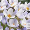 Crocus 'Blue Pearl' -UK Garden Plants Shop visi136838