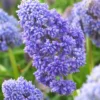 Muscari 'Fantasy Creation' -UK Garden Plants Shop visi138083