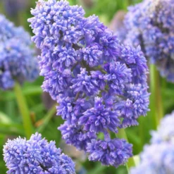 UK Garden Plants Shop 26 Muscari 'Fantasy Creation'