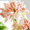 Amaryllis 'Dancing Queen' -UK Garden Plants Shop visi195744 b729a48b f635 4832 8e16 cb64b42a7ddc