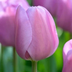 Tulip 'Alibi' -UK Garden Plants Shop visi204282