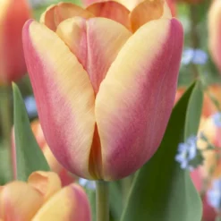 Tulip Collection 'Night & Day' -UK Garden Plants Shop visi67904