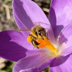 Crocus 'Yalta' 21 Crocus 'Yalta' -UK Garden Plants Shop yalta 5